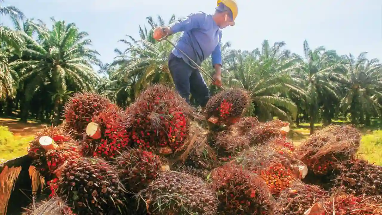 Harga Buah Sawit 1 Tan Hari Ini di Malaysia