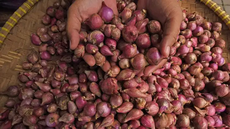 Harga Bawang Merah 1 Kg dan 1 Guni di Pasar Malaysia