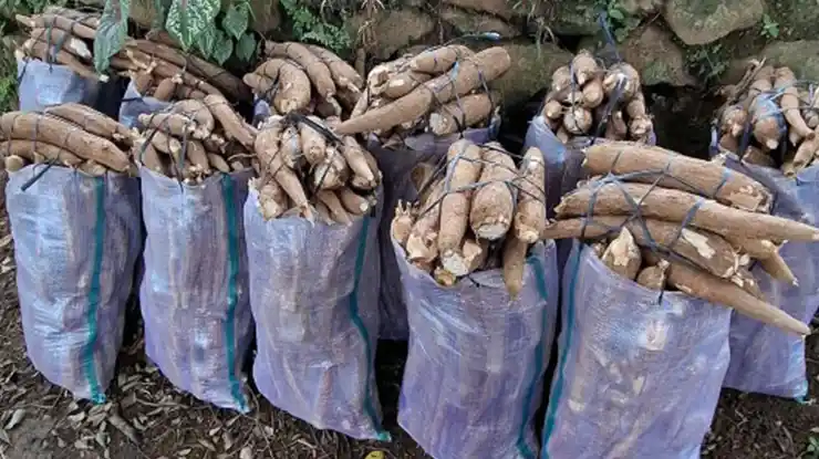 Harga Ubi Kayu Sekilo di Pasaran Semasa