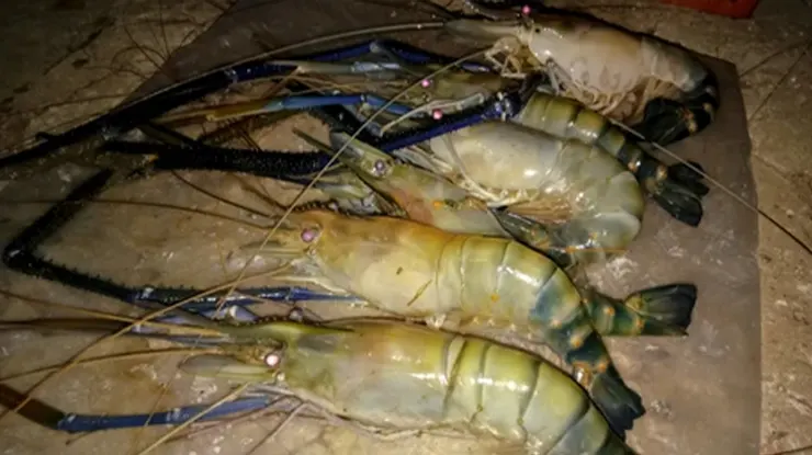 Harga Udang Galah Sekilo di Pasaran Terkini